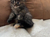 kitten 8 week cross maine coon