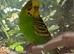 budgies.