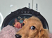 KC registered miniature dachshund