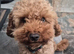 Stud Toy Poodle