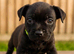Staffordshire bull terrier pups