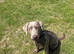 Sliver Labrador
