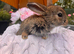 5 beautiful French lop x mini lop