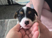 Jack russell puppies