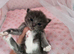 3 Championship Ragdoll (Cherubim)beautiful kittens with Genetic Test Certyficate HCM and PKD.