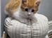 Kittens for sale