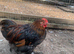 Pekin Cockerel chicken
