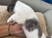 Dachshund Puppies