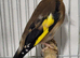 Mutation British Birds (Goldfinch, Redpoll & Siskins)