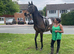 !16.1 gentleman /dressage potential!