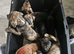 Prsea canario pups for sale