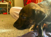 4 beautiful brindle puppies ready to go!