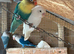 Beautiful love birds
