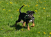 Staffy/Rottweiler