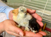 Day old Pekin Chicks