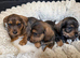 Schnoxie pups ,