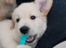 Golden retriever puppy