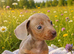 Beautiful dachshund puppies ready for their forever homes