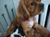 4 beautiful king Charles Cavalier spaniels looking for forever homes
