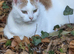 4 cats for sale for £50 eath all together for all 4 cats £200