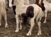Foals available