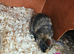 Mini lop x american blue