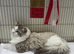 Stunning Ragdoll kittens TICA