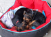 Lakeland terrier pup