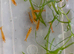 Cherry shrimps, delivery or collection welcome, shipped next day with tracking and guarantee arrive alive or money back