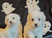 Beautiful Maltese puppies