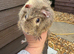 Male Guinea Pig