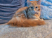 Maine coon kittens