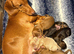 Beautiful miniature dachshunds