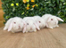 Mini lops Does and bucks