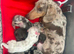 Absolutely stunning mini Daxi pups