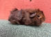 Baby sow guinea pigs