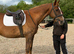 IRISH DRAUGHT MARE