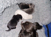 4 chihuahua puppy's