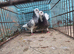 Pair of pigeons for sale