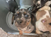 Just 2 pups left now
