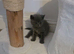 Pedigree Gccf registered kittens