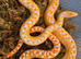San Diego Gopher snakes. Adult Breeding Albino San Diego Gopher Snakes