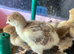 Bourbon Red Turkey poults hatched 29/5/26