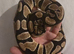 OD DH Sunset Clown 50% Het Pied