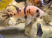 Baby Malawi cichlids