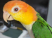 Yellow thighed caique