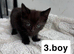 Cats for sale