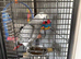African Gray parrot