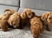 F1B Poochoon cross Toy poodle