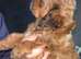 Beautiful F1 Shihpoos